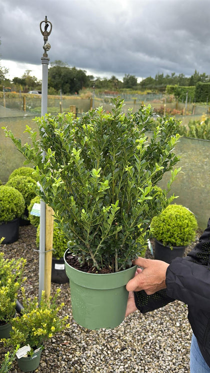 Ilex Crenata Hedging Jenny 4 Litre Pot