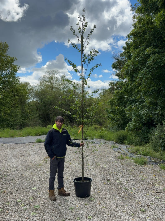Alnus Incana 8/10cm Standard