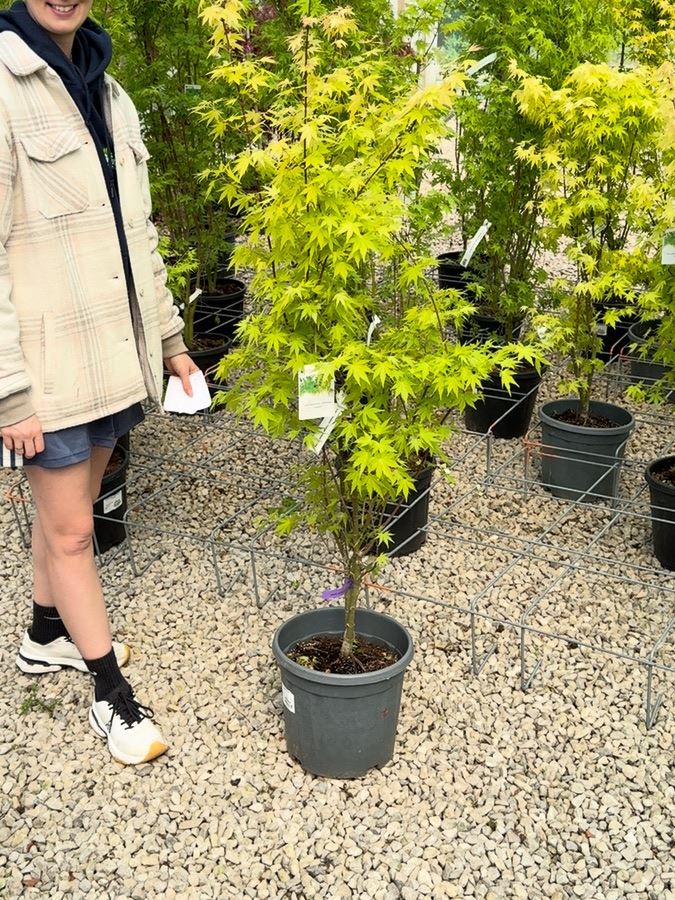 Acer palmatum Orange Dream 15 Litre