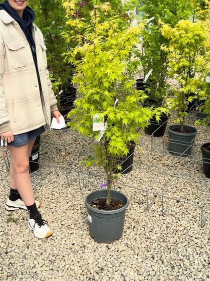 Acer palmatum Orange Dream 15 Litre