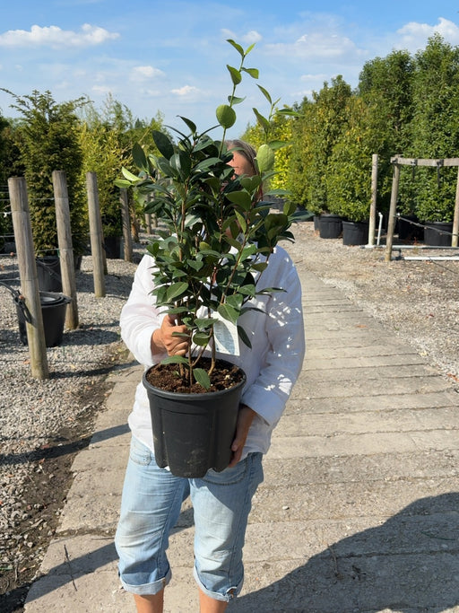 Camellia Jap. Nuccios Pearl 9 Litre Pot