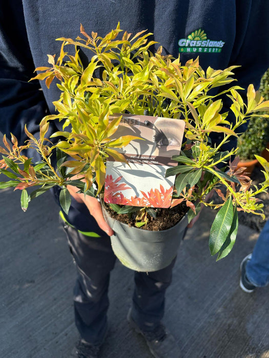 Pieris Japonica Forest Flame 2 Litre Pot