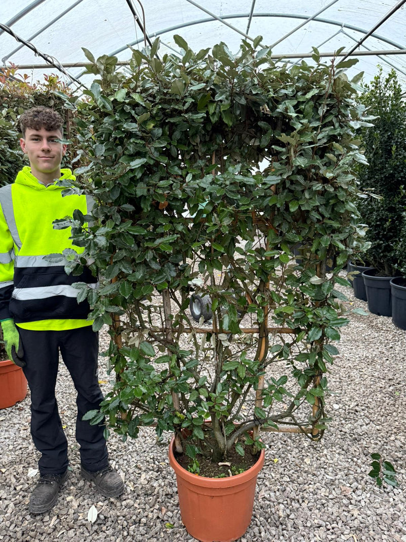 Elaeagnus Ebbingei Pleached Wall Frame 150x 90cm Panel