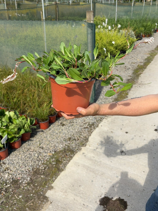 Persicaria Darjeeling Red 2 Litre Pot