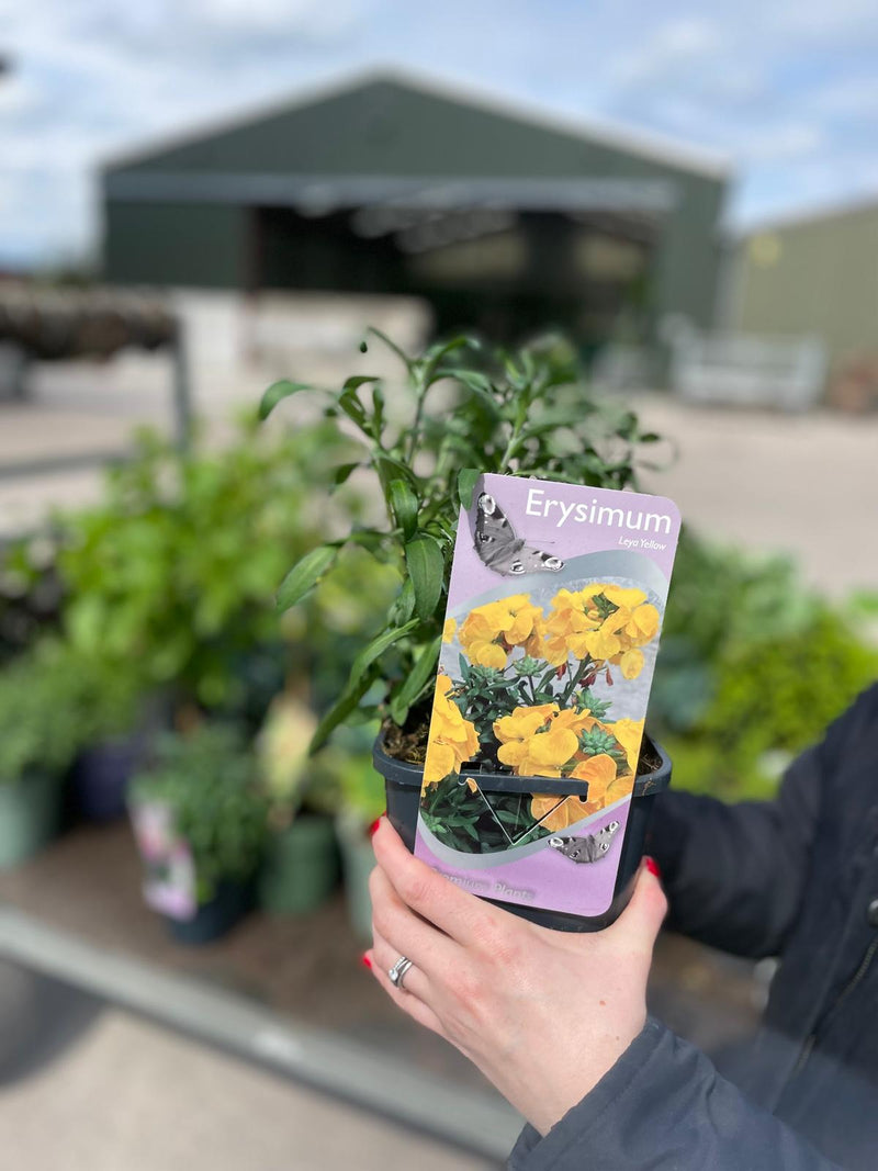 Erysimum Leya Yellow 2 Litre Pot