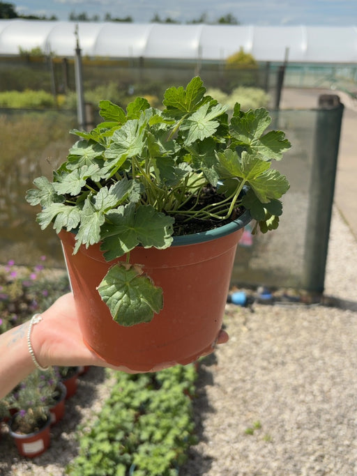 Geranium Dreamland 2 Litre Pot