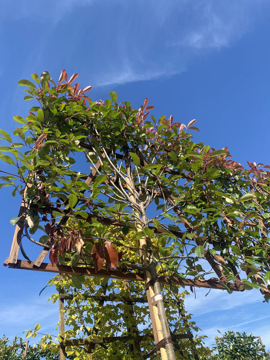 Photinia Red Robin Pleached Standard 200cm ST 120x120cm