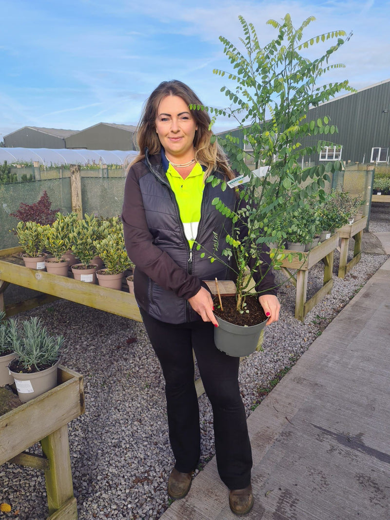 Sophora japonica Styphnolobium 4 Litre Pot 60/80cm