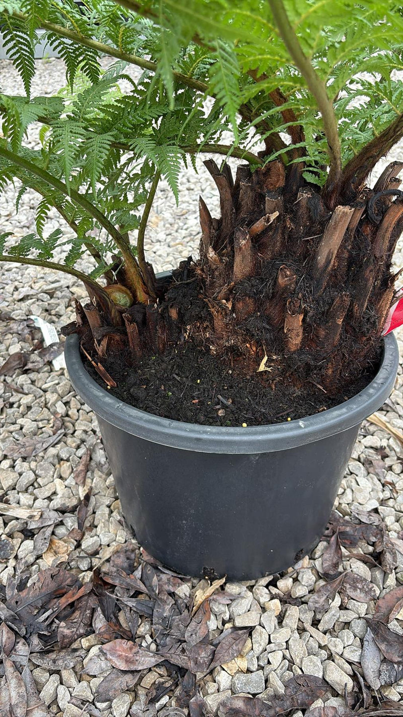 Tree Fern Dicksonia Antarctica 1.5 Foot Log Double