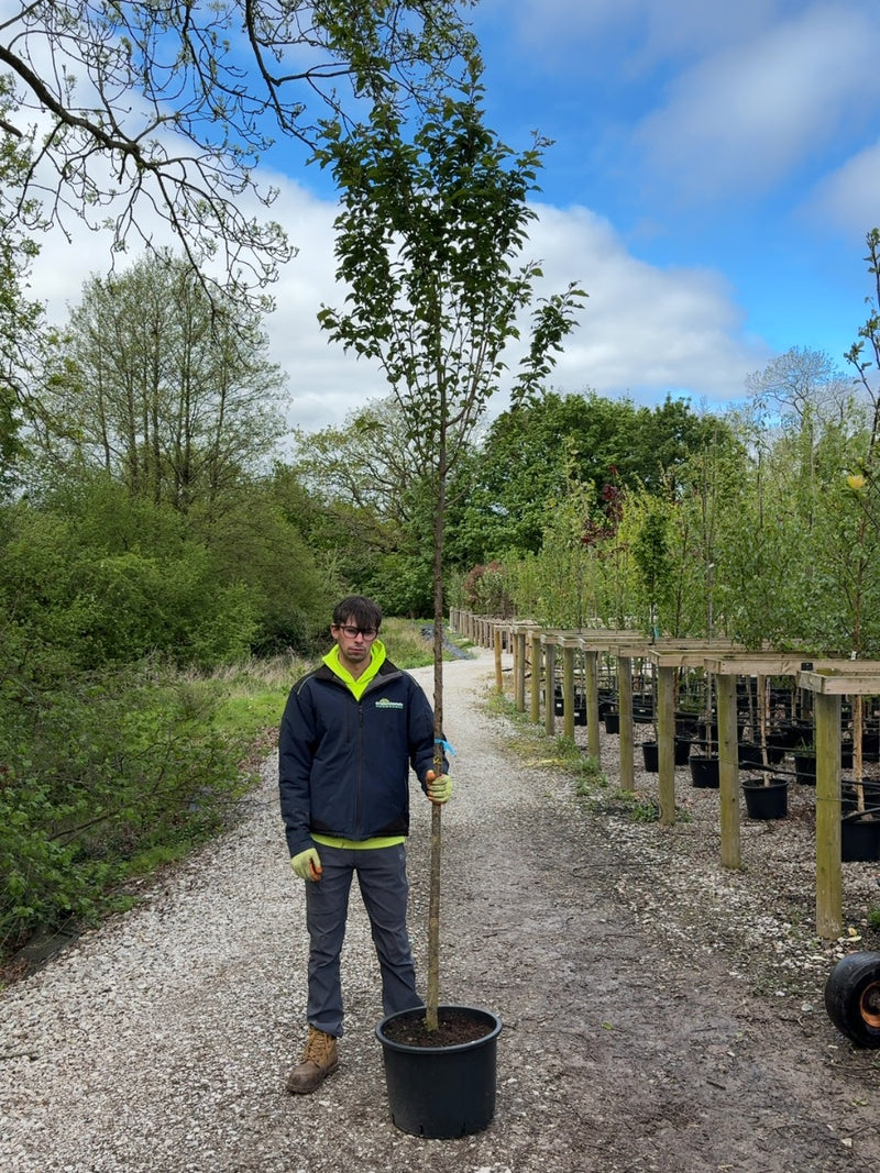 Prunus Spire Standard 8-10cm Girth Pre Order/Ready For June
