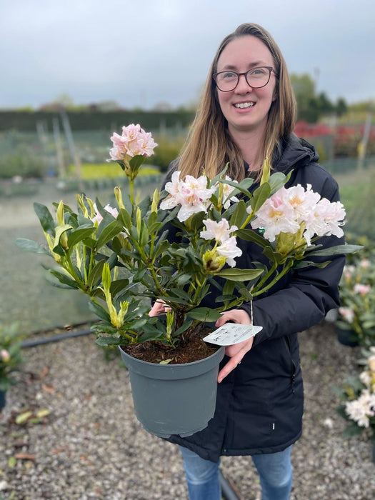 Rhododendron Hybrid Cunninghams White 4 Litre Pot