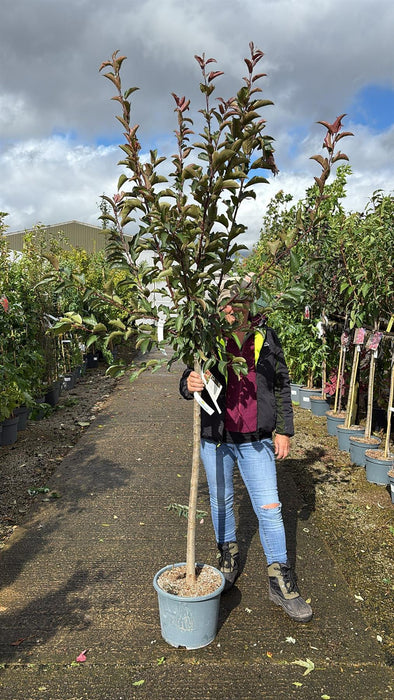 Malus Diable Rouge Half Standard 15 Litre Pot