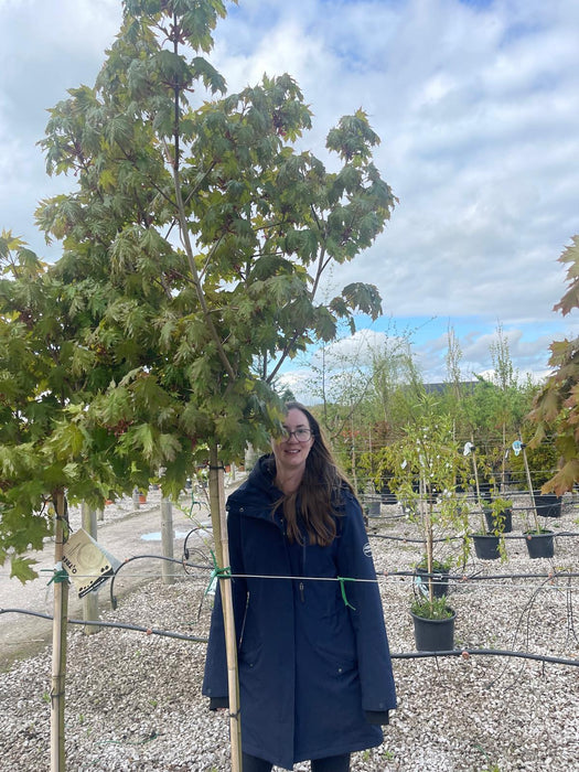 Acer Platanoides Globosum 15 Litre Pot 1/2 Standard
