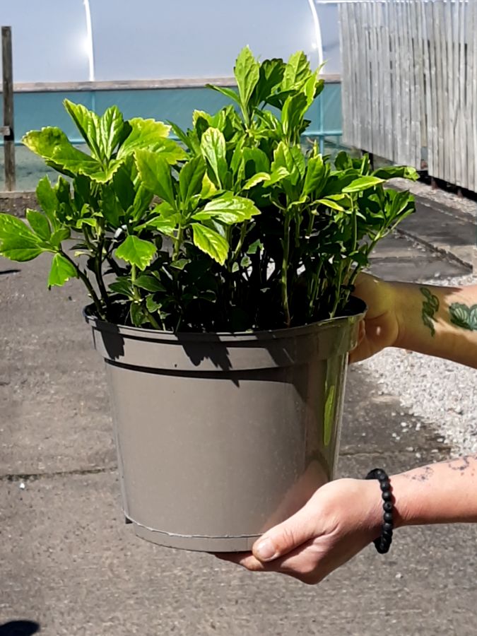 Pachysandra Terminalis 5 Litre Pot