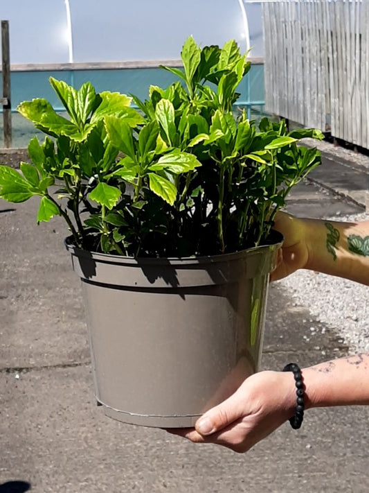 Pachysandra Terminalis 5 Litre Pot