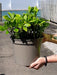 Pachysandra Terminalis 5 Litre Pot