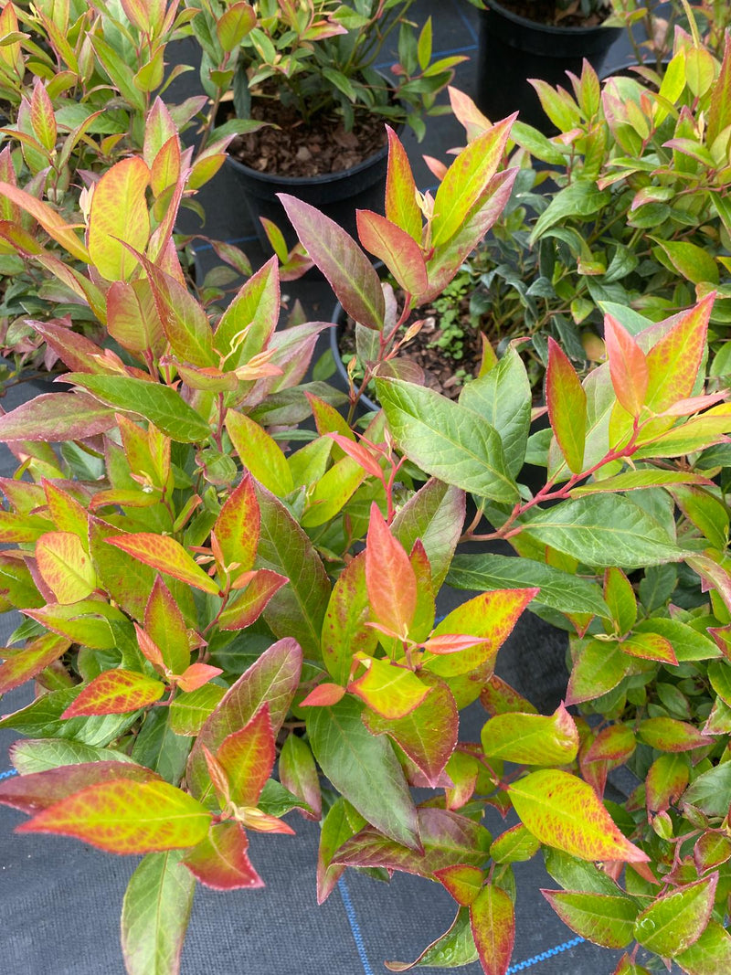 Leucothoe Scarletta 3 Litre Pot