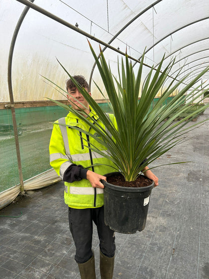 Cordyline Australis 20 Litre Pot
