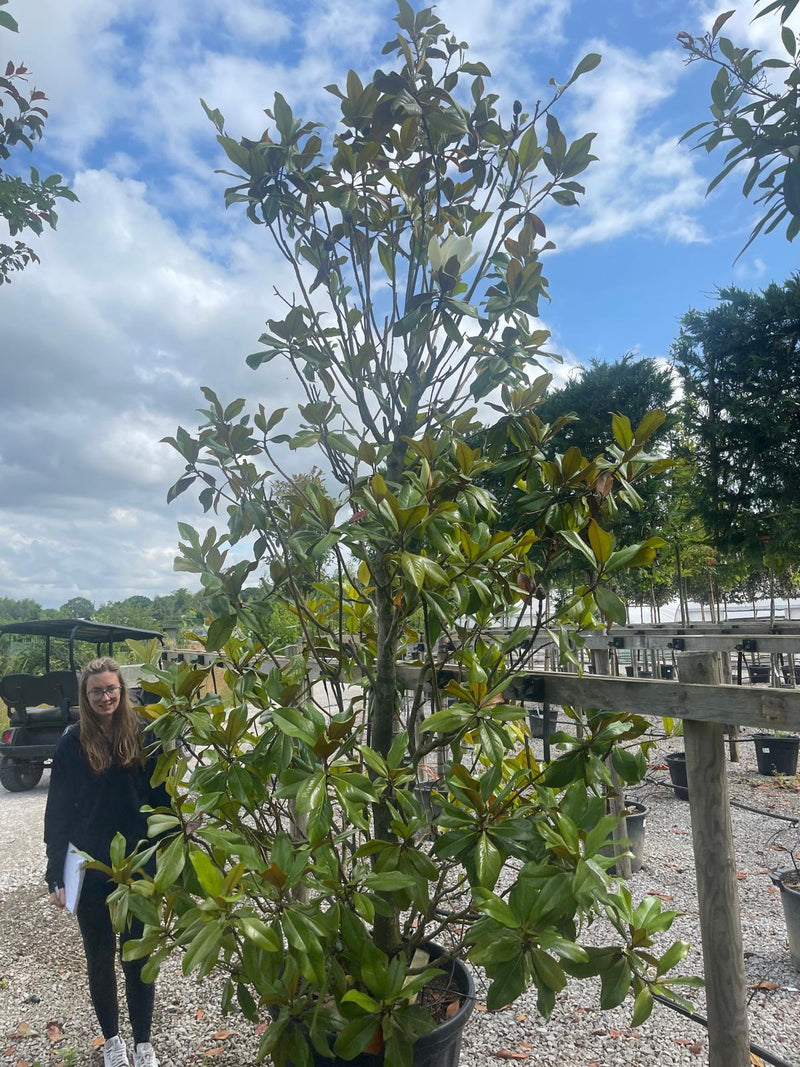 2 x Magnolia G. Gallisoniensis 300-350CM