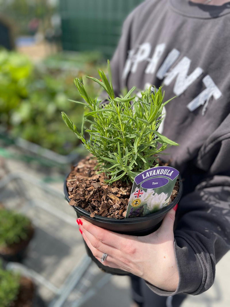 Lavender Tiara 3 Litre Pot