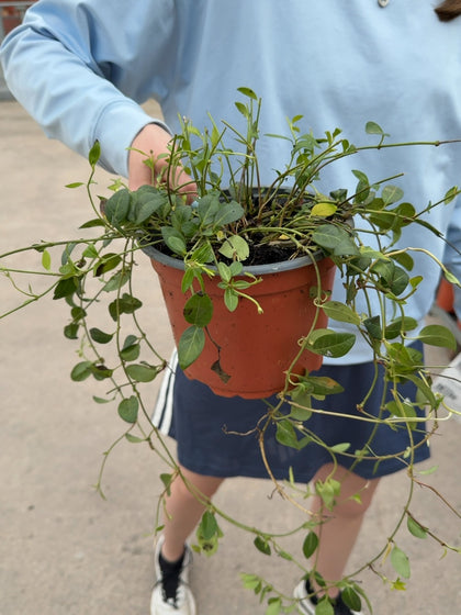 Vinca Minor Atropurpurea 2 Litre Pot