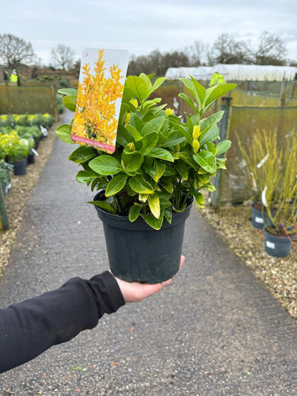 Euonymus Japonicus El Dorado 2 Litre Pot