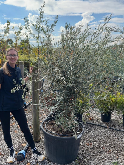 Olea Europea Gnarled Specimen Olive Tree 130 Litre Pot