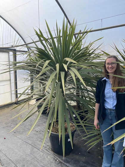 Cordyline Australis 70 Litre Pot Overall Height 160/180cm