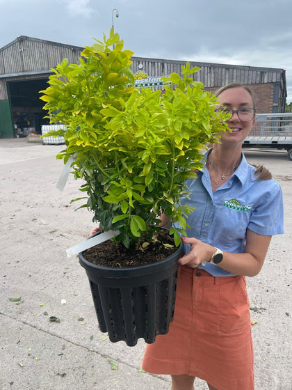 Choisya Ternata Sundance 20 Litre Pot Extra Bushy 40-50cm High