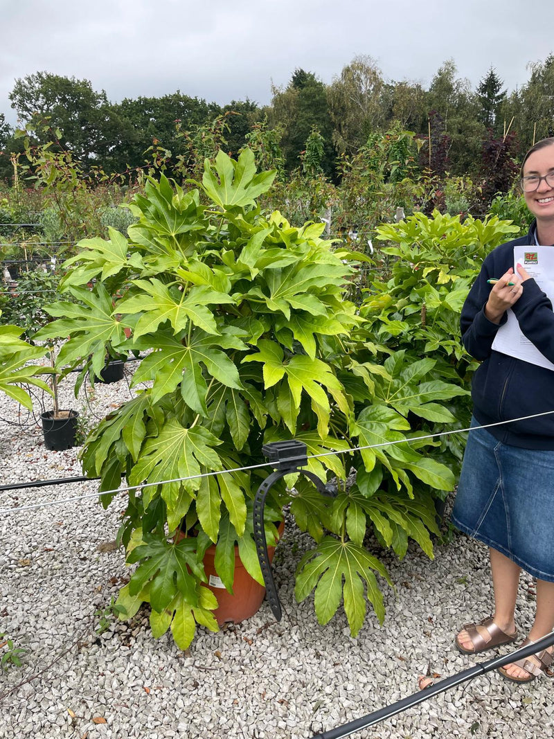 Fatsia Japonica 35 Litre Pot
