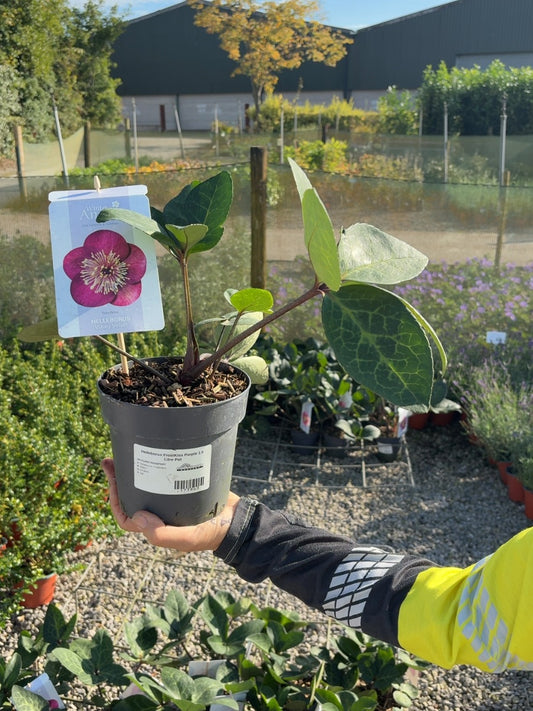 Helleborus FrostKiss Purple 1.5 Litre Pot