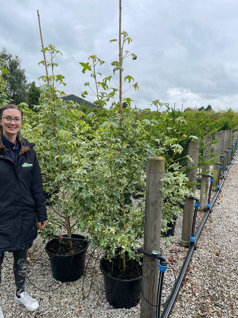 Liquidambar Styraciflua Albomarginata Manon 30 Litre Pot