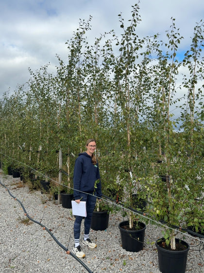 Betula Utilis Jacquemonti 15 Litre Pot