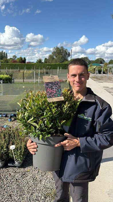 Leucothoe Scarletta 12 Litre Pot 40/60cm