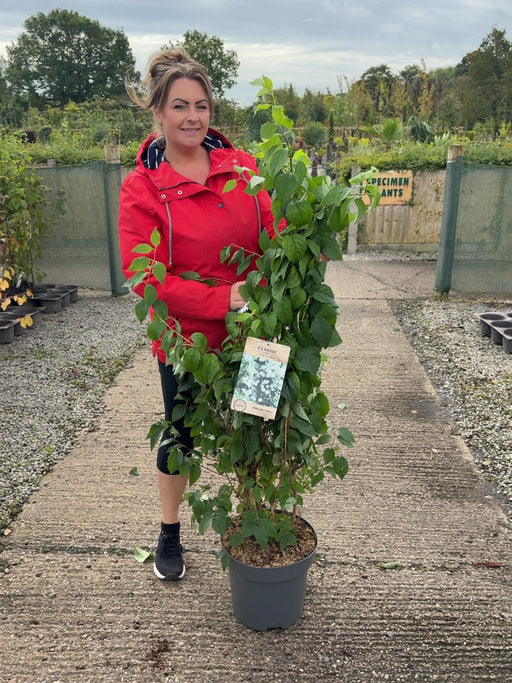 Philadelphus Virginal 12 Litre Pot 100/125cm
