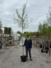 Platanus hispanica - Acerifolia  8/10cm Girth Pre Order/Ready For June
