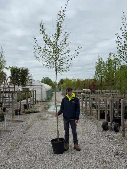 Platanus hispanica - Acerifolia  8/10cm Girth Pre Order/Ready For June