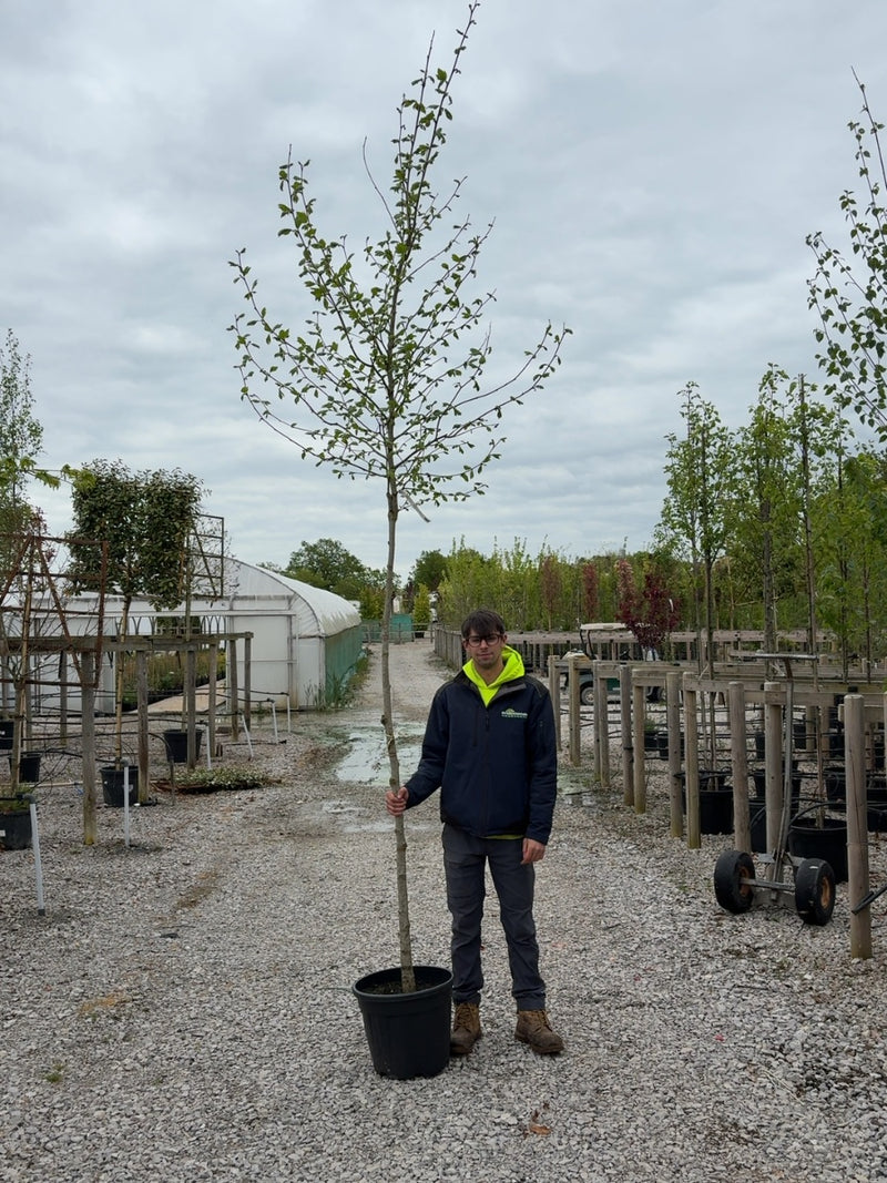 Platanus hispanica - Acerifolia  8/10cm Girth Pre Order/Ready For June