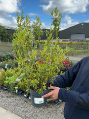 Rhododendron dauric. April Snow 2.3 Litre Pot
