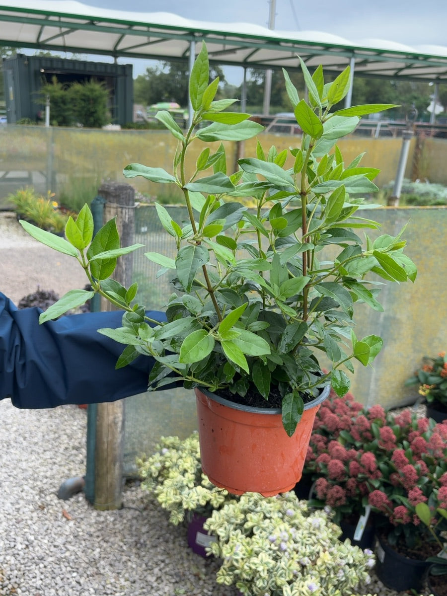 Viburnum Tinus 2 Litre Pot