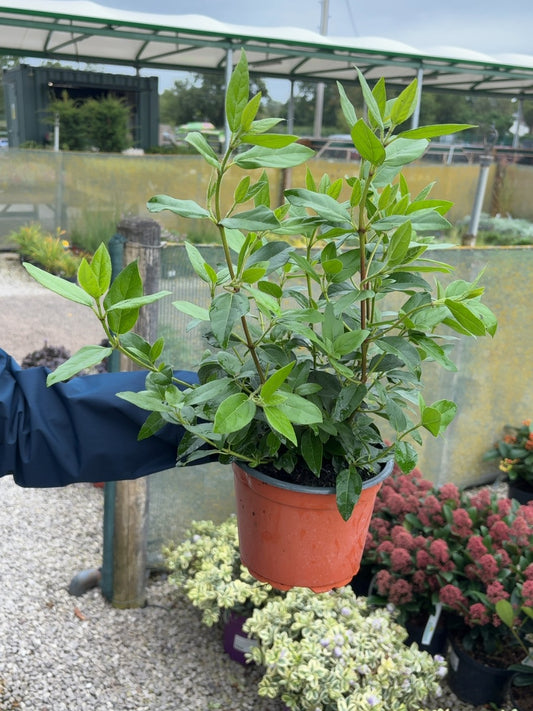 Viburnum Tinus 2 Litre Pot