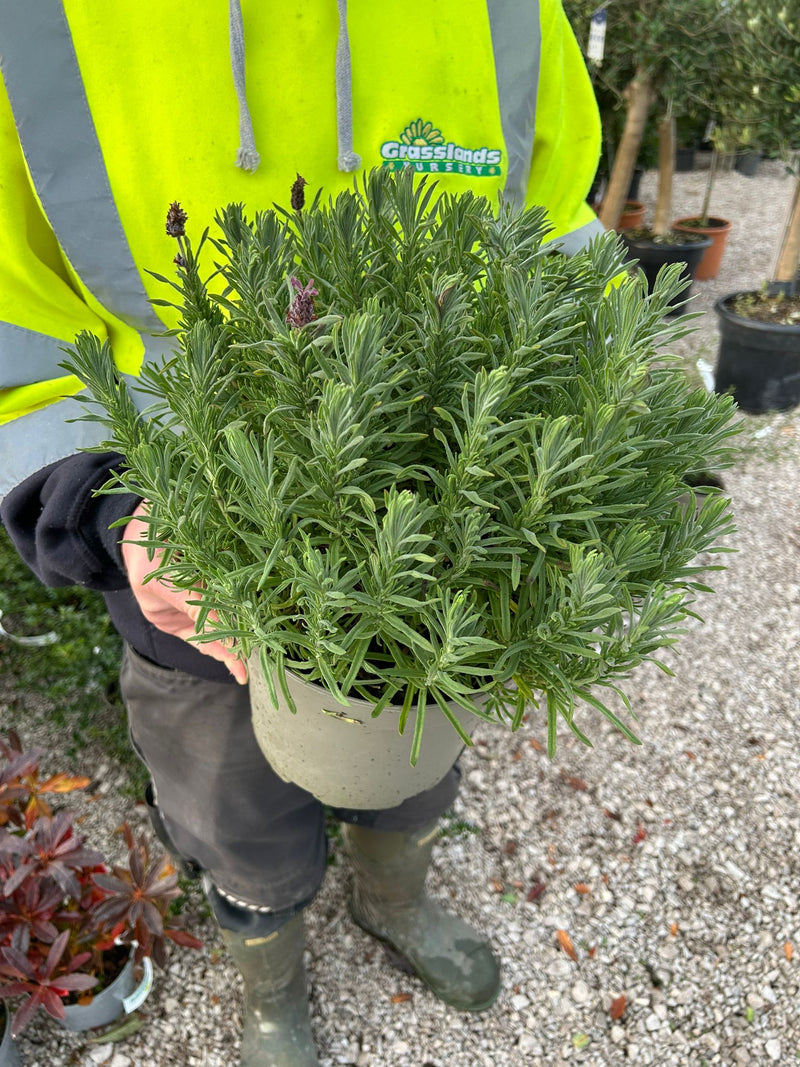 Lavender Stoe. Blue Star 5 Litre