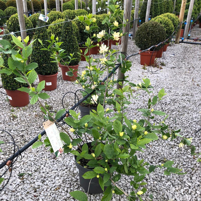 Calycanthus Venus 12 Litre Pot 60-100cm