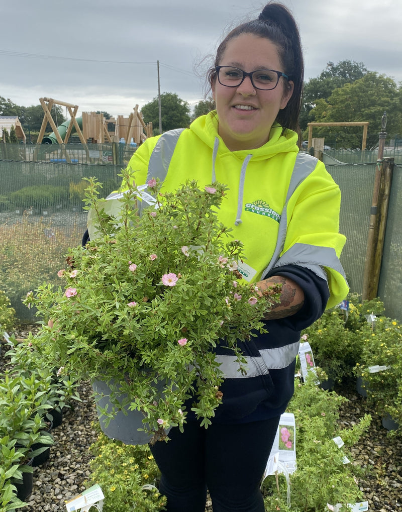 Potentilla fruticosa Double Punch Pink 4.5 Litre Pot