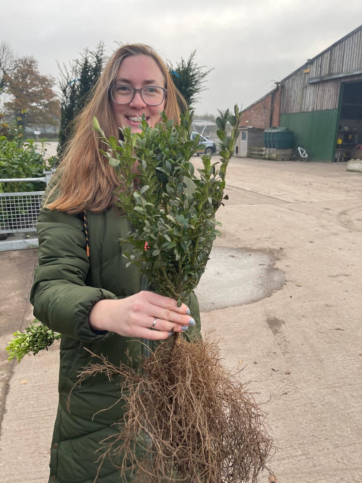 Big Deal Box Hedging 30/40cm Bare Root x 200 Delivery from November