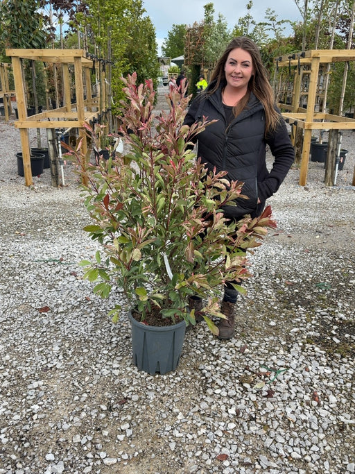 Photinia x fraseri Pink Marble 18 Litre Pot