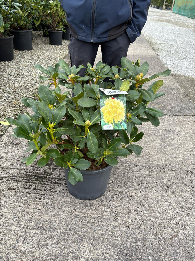 Rhododendron Hybrid Horizon Monarch 20 Litre Pot