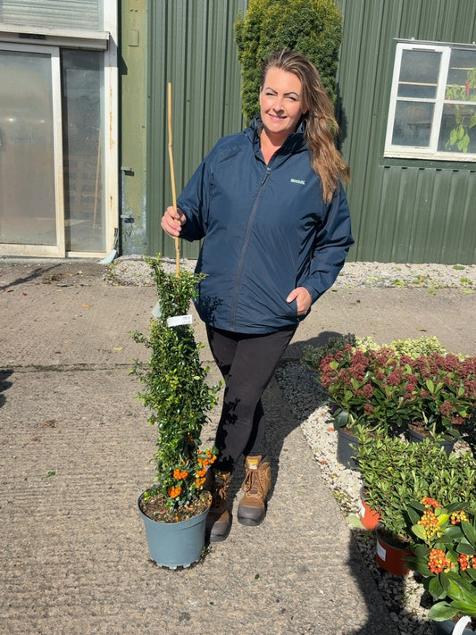 Pyracantha Orange Sapphire 7.5 Litre Pot 125cm