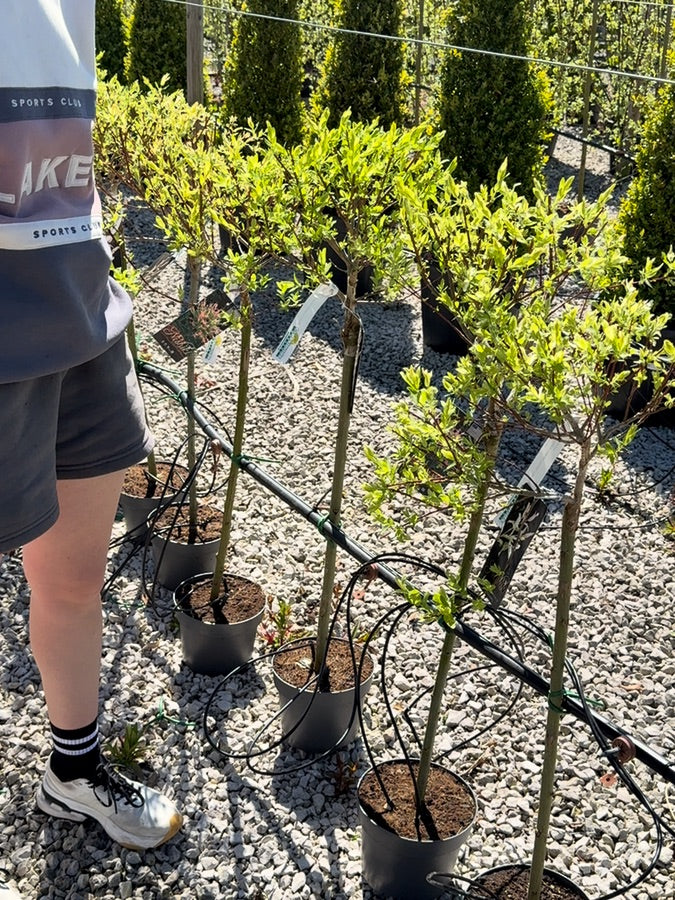 Salix integra Hakuro Nishiki Flamingo 3 Litre Pot 60cm Stem