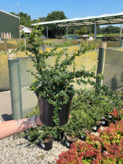Berberis Darwinii Compacta 3 Litre Pot